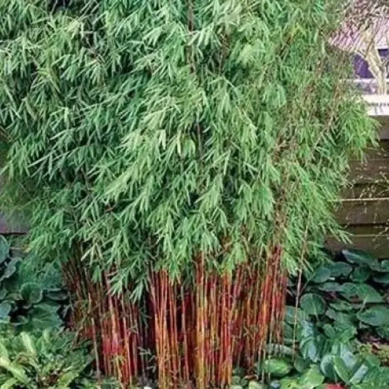 Red Dragon Bamboo with striking red culms and lush green leaves – fast-growing, non-invasive bamboo for privacy and landscaping