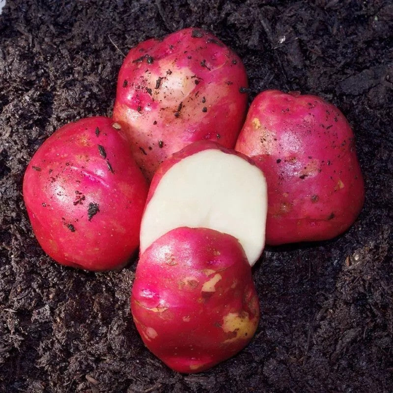 5 lbs Red Norland Potato Seeds