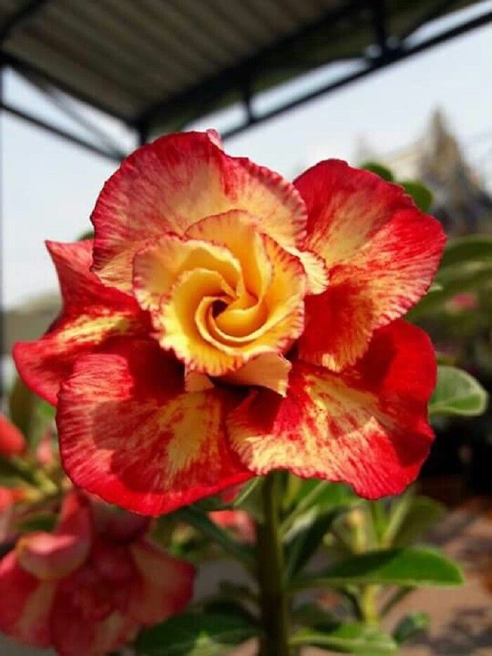 4 Desert Rose Seeds - Adenium Obesum