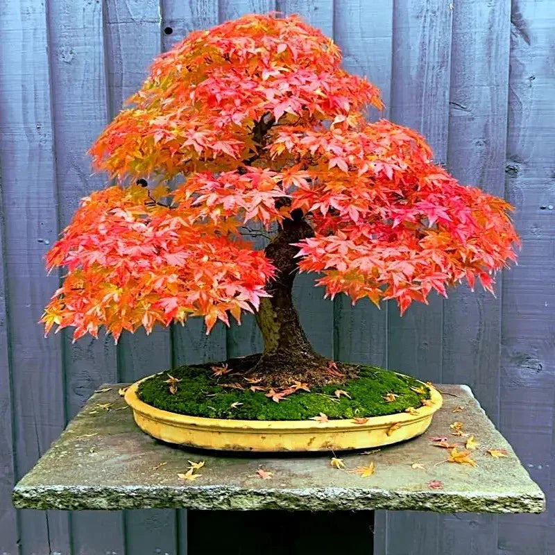Bonsai tree with autumn-colored leaves on a stone surface against a wooden background