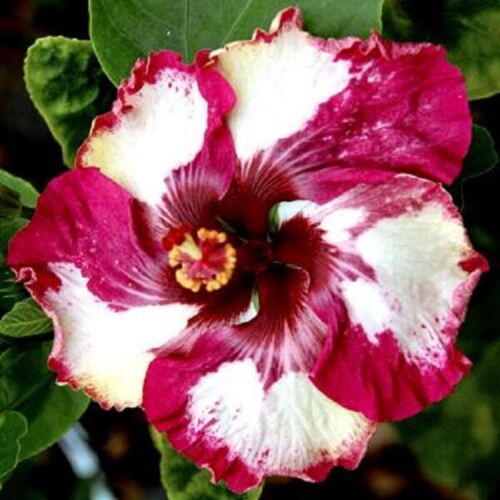 20 Giant Hibiscus Flower Seeds - 18 Color