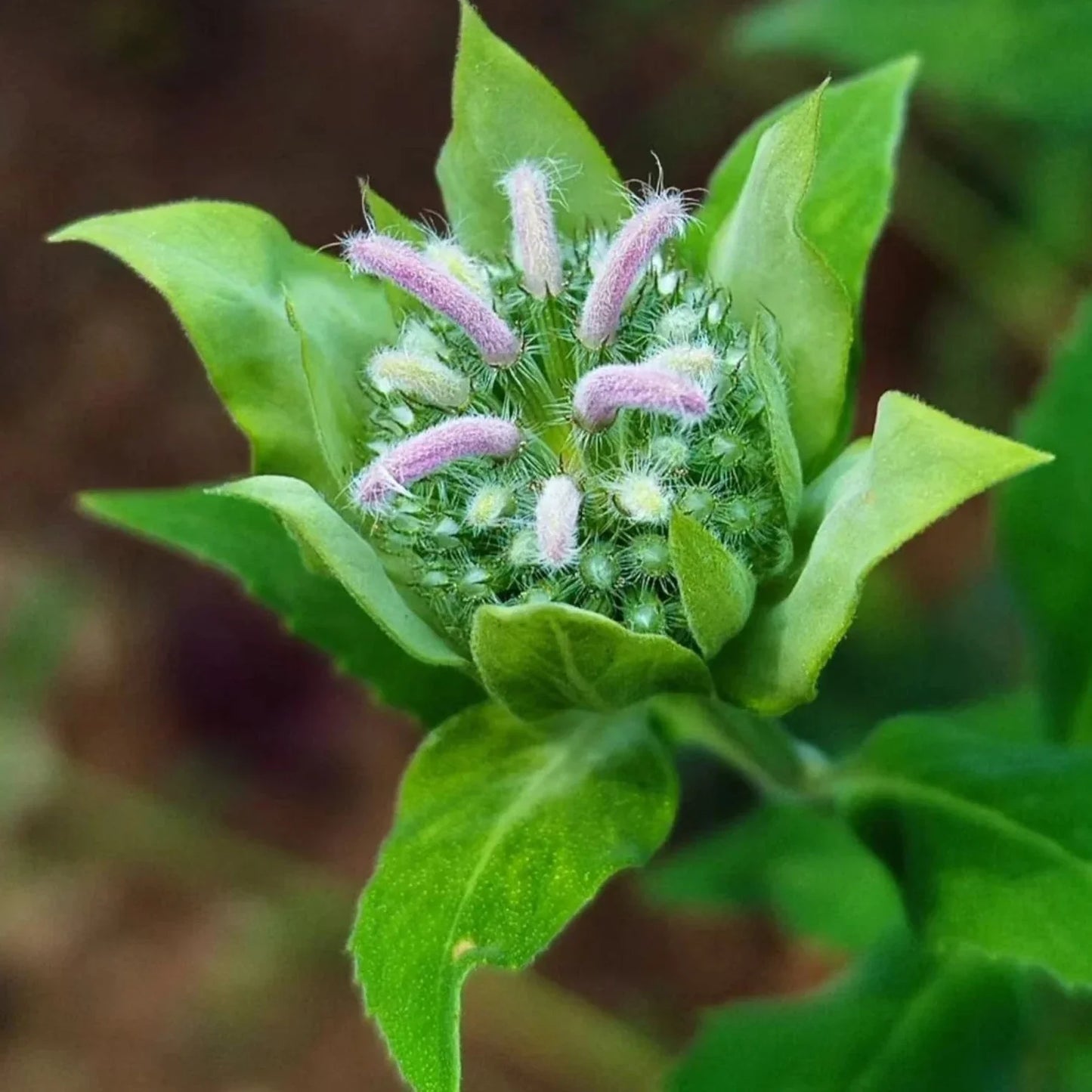 Close-up of a green plant with pink buds against a blurred natural background