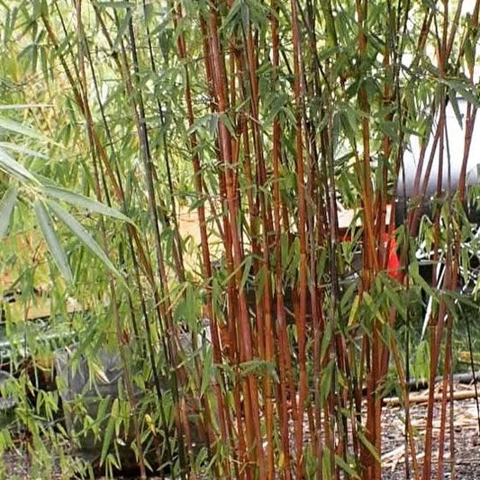 Bamboo plants with reddish-brown stalks in a garden setting