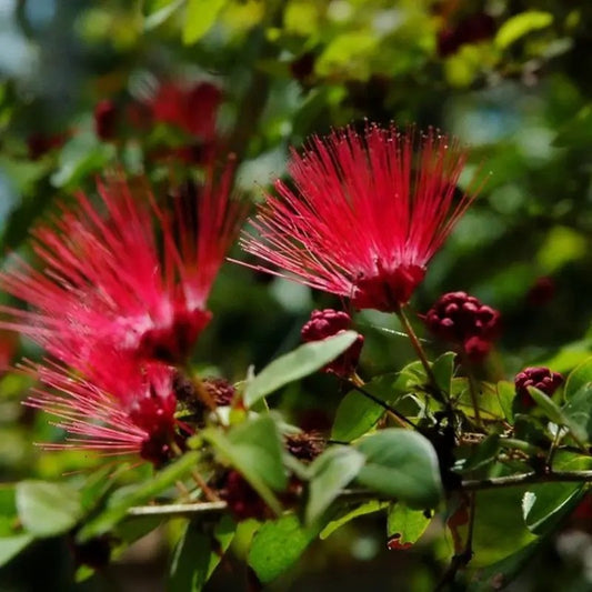10 Red Mimosa Tree Seeds β Silk Tree (Albizia julibrissin) Persian Beauty
