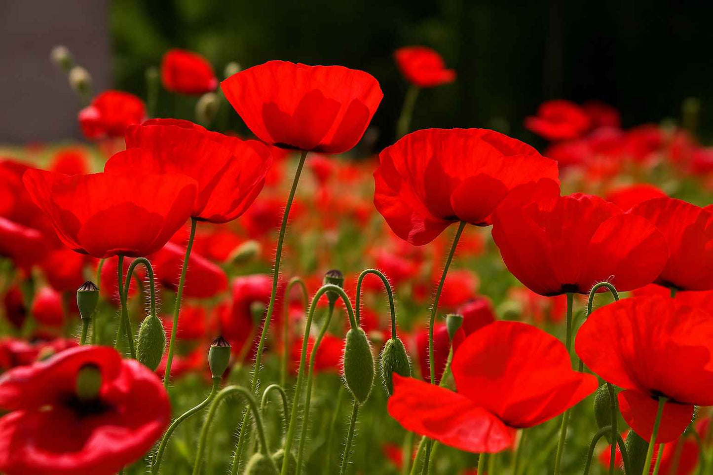 Red Poppy Flower seeds