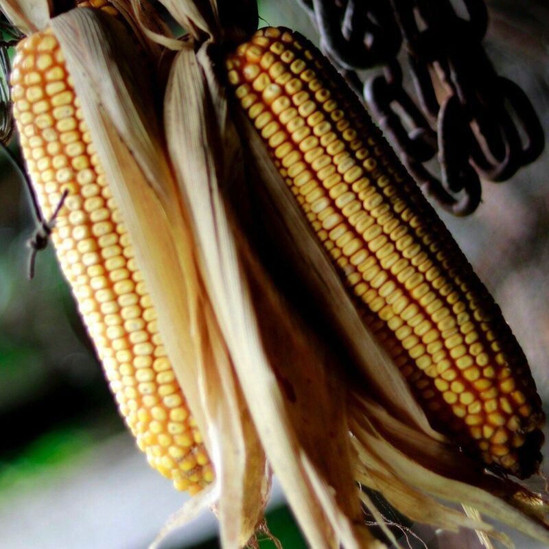 Rainbow Ornamental Corn Seeds