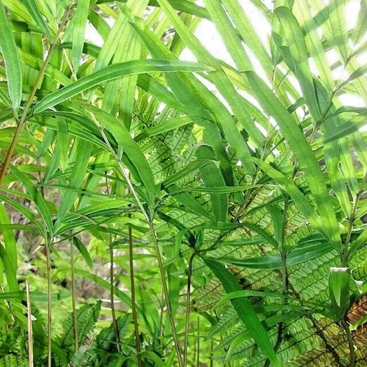 Close-up of green leaves with a blurred background