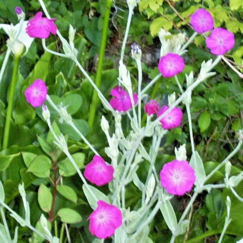 Rose Campion flowers with striking pink petals and soft silver leaves, growing among mixed garden plants.