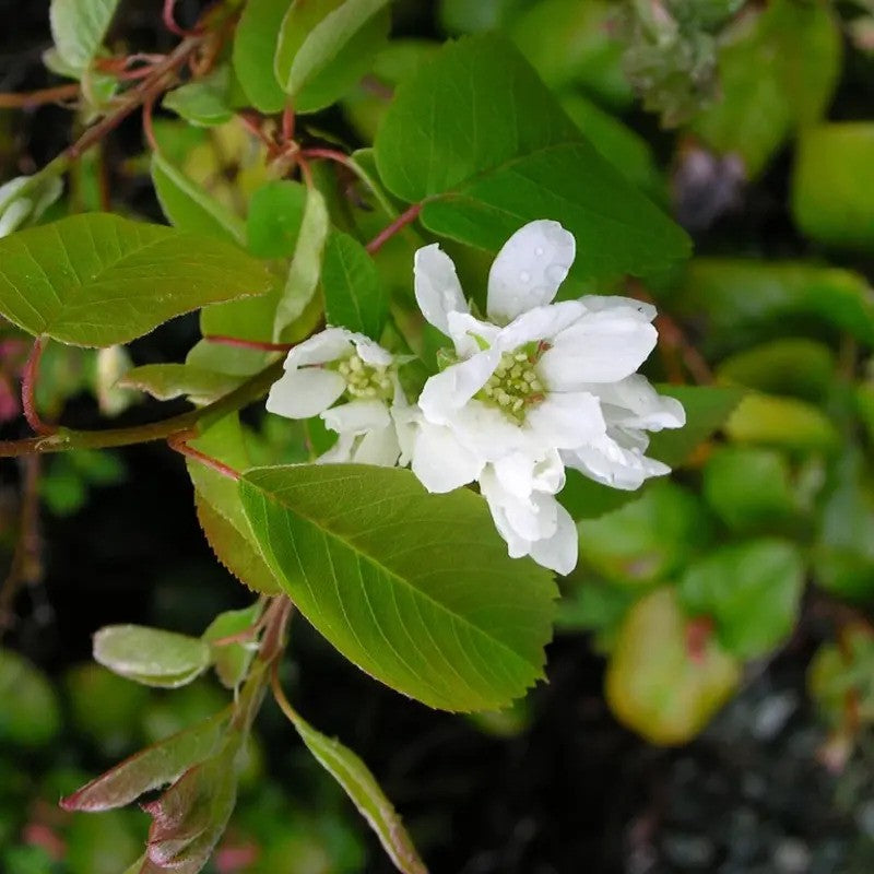 20 Saskatoon Serviceberry Seeds – Sweet Native Berry Tree | Amelanchier alnifolia