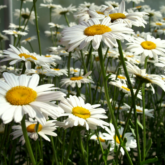 300 Shasta Daisy Seeds
