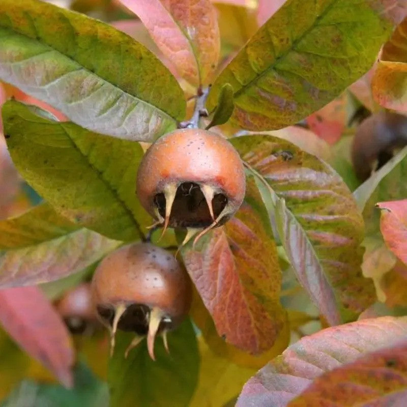 Two medlar fruits on a branch with green leaves.
