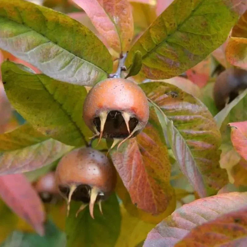 Two medlar fruits on a branch with green leaves.