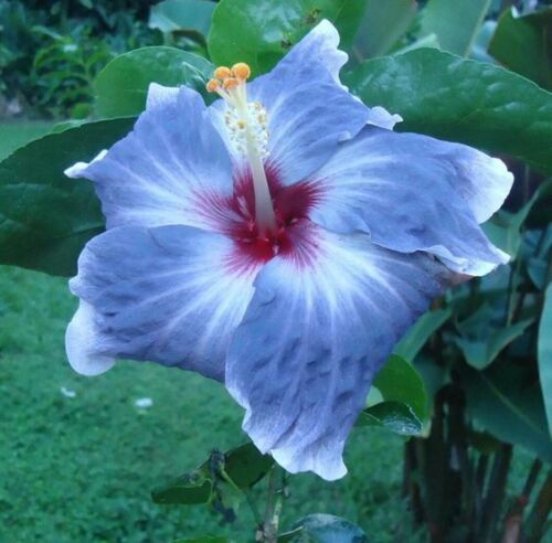 20 Giant Hibiscus Flower Seeds - 18 Color