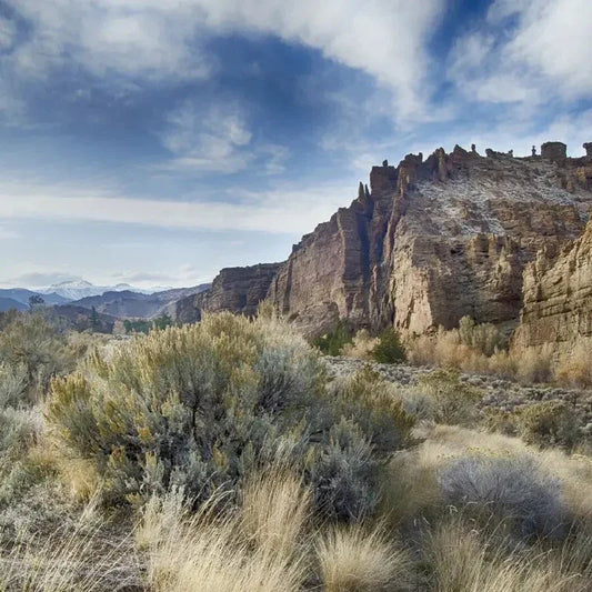 200 Smudging Sage Seeds β Artemisia Tridentata Vaseyana