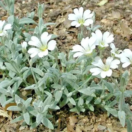 White flowers with green leaves on a natural background