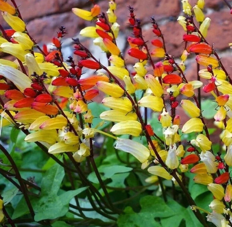 10 Spanish Flag Vine - Mina Lobata Seeds