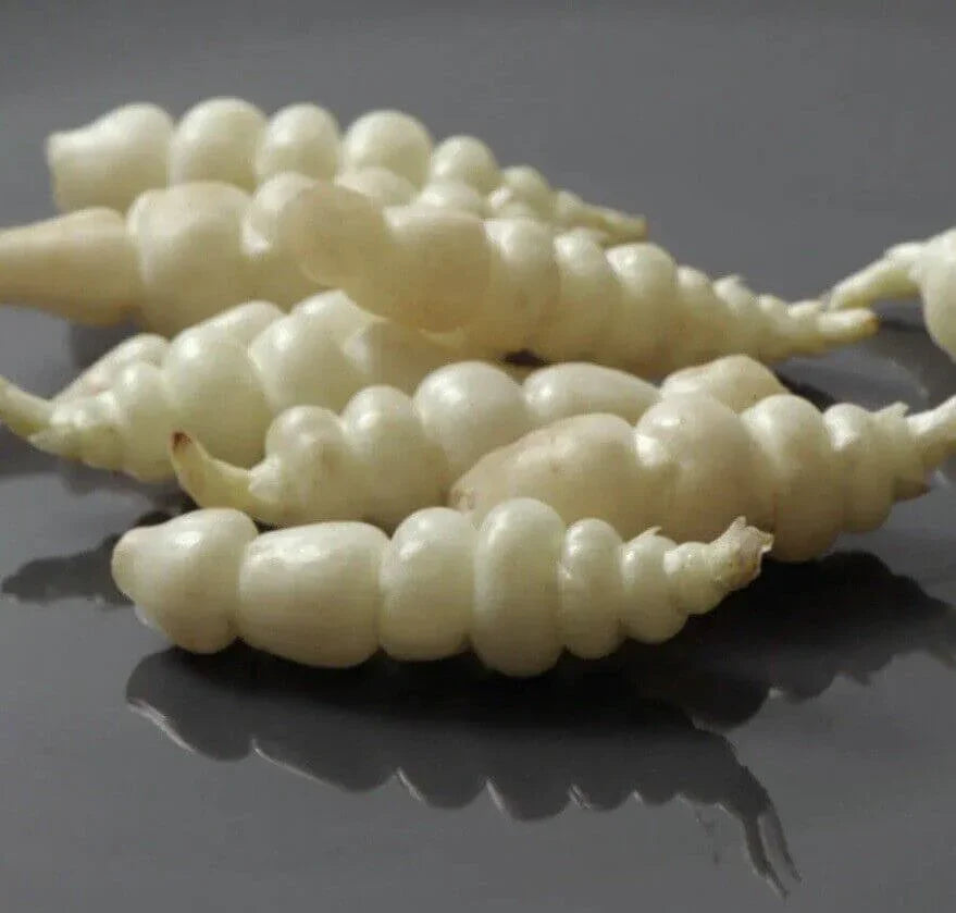 A group of fresh Stachys Affinis tubers, also known as Chinese Artichoke, displayed on a reflective surface.