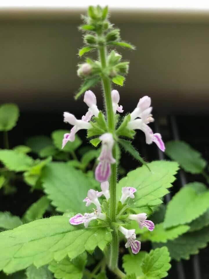 3 Stachys Affinis - Chinese Artichoke Tubers for Planting