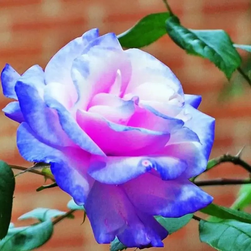 Multicolored rose with green leaves against a blurred background