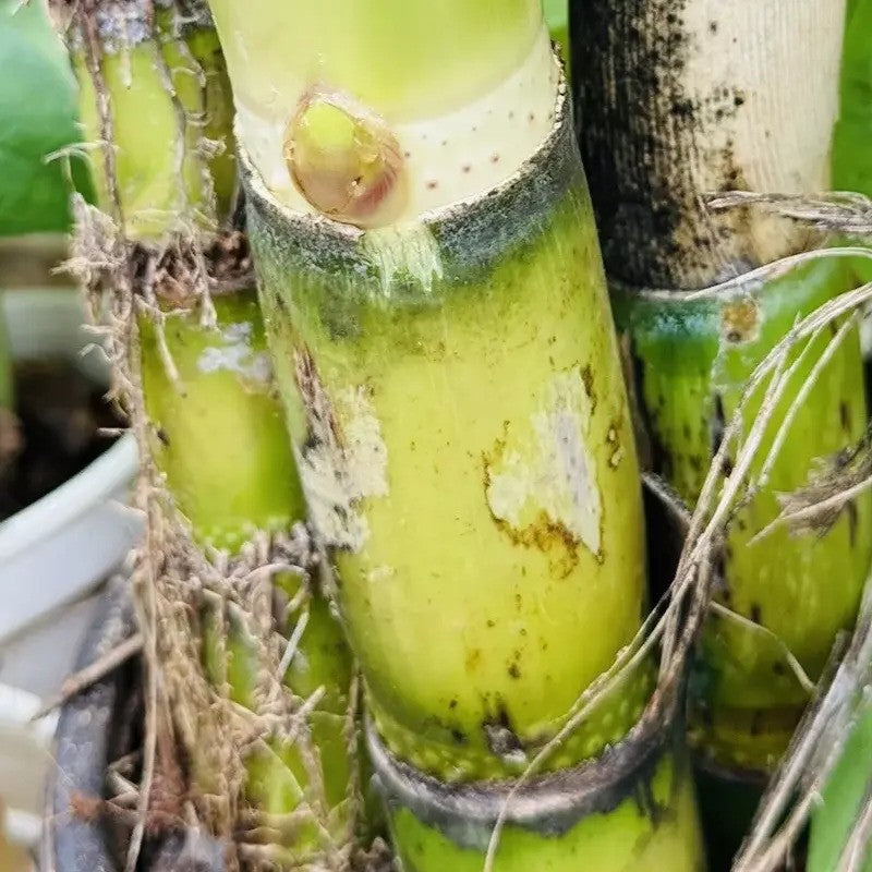 Sweet Sugarcane Cuttings – Fresh, Juicy & Ready to Plant Live Stalks
