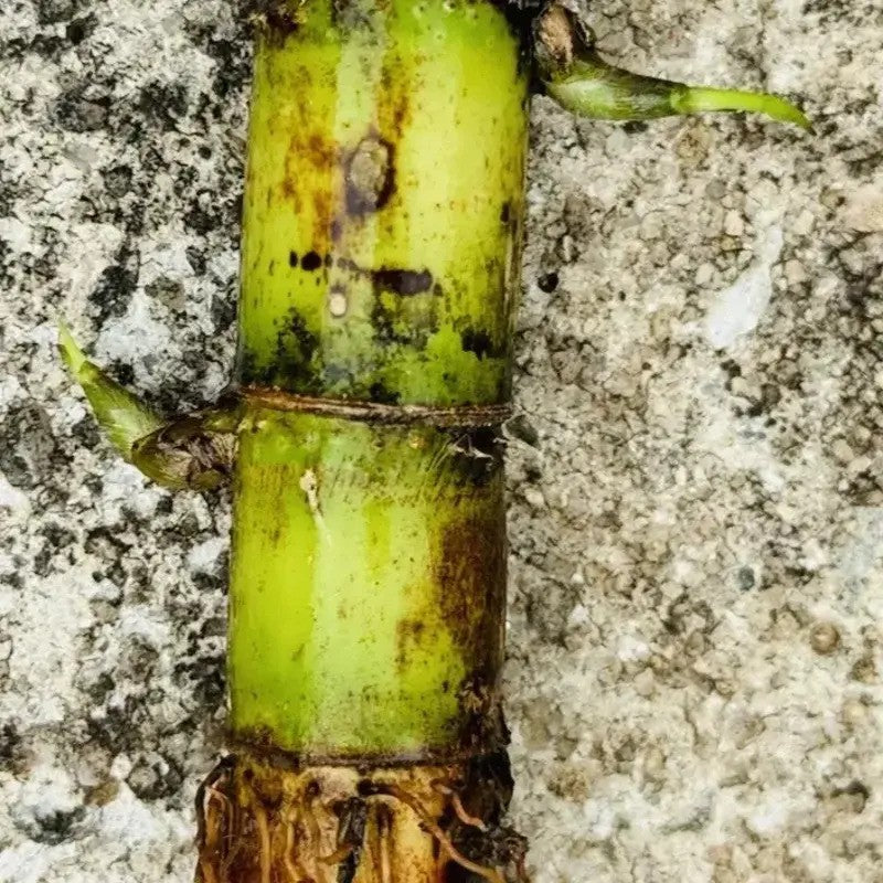 Sweet Sugarcane Cuttings – Fresh, Juicy & Ready to Plant Live Stalks