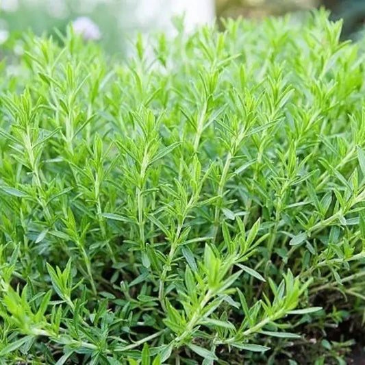 Close-up of a green herb plant with a blurred background