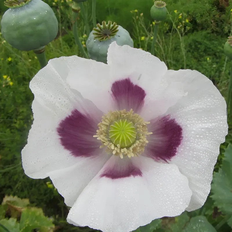 Freshly Bloomed Tasmanian White Poppy with Dew Drops on Petals