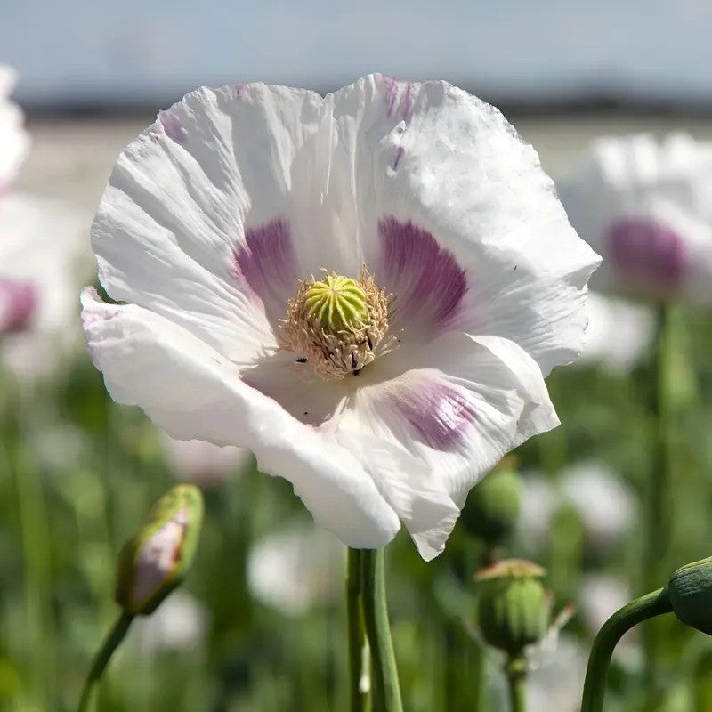 Single White Poppy with Purple Markings in Sunny Garden