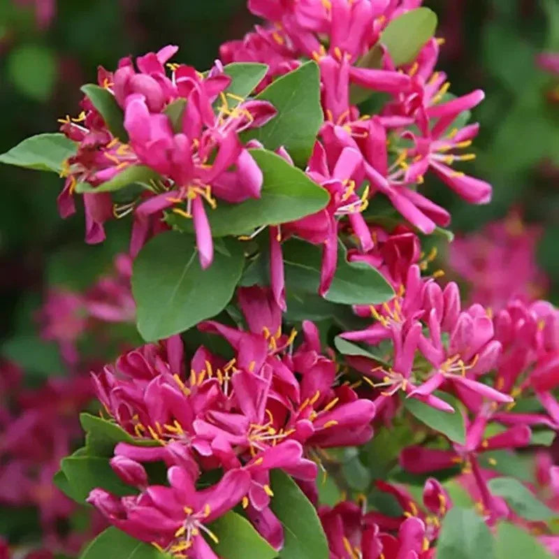 Close-up of pink flowers with green leaves on a blurred natural background