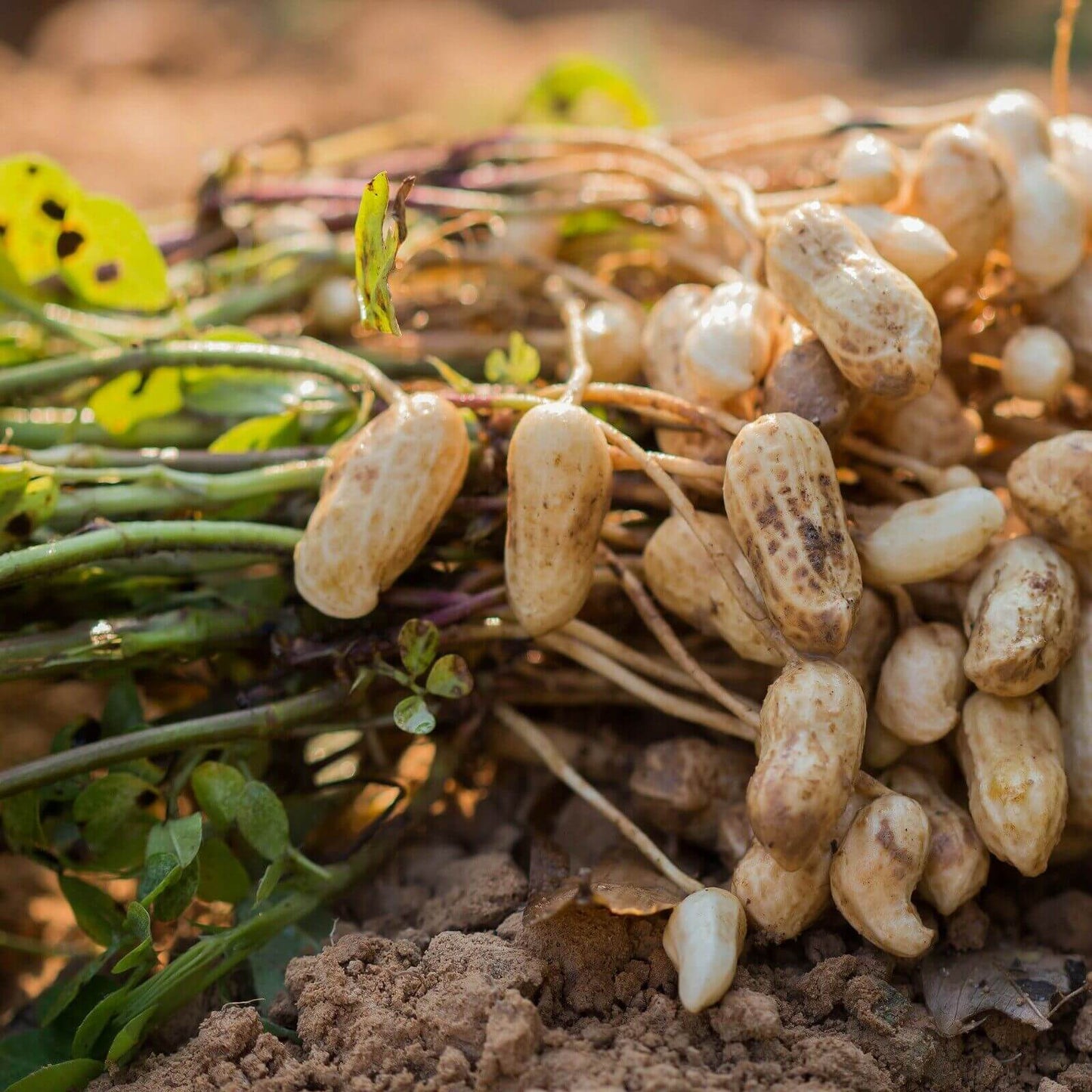 20 Tennessee Red Peanut Seeds