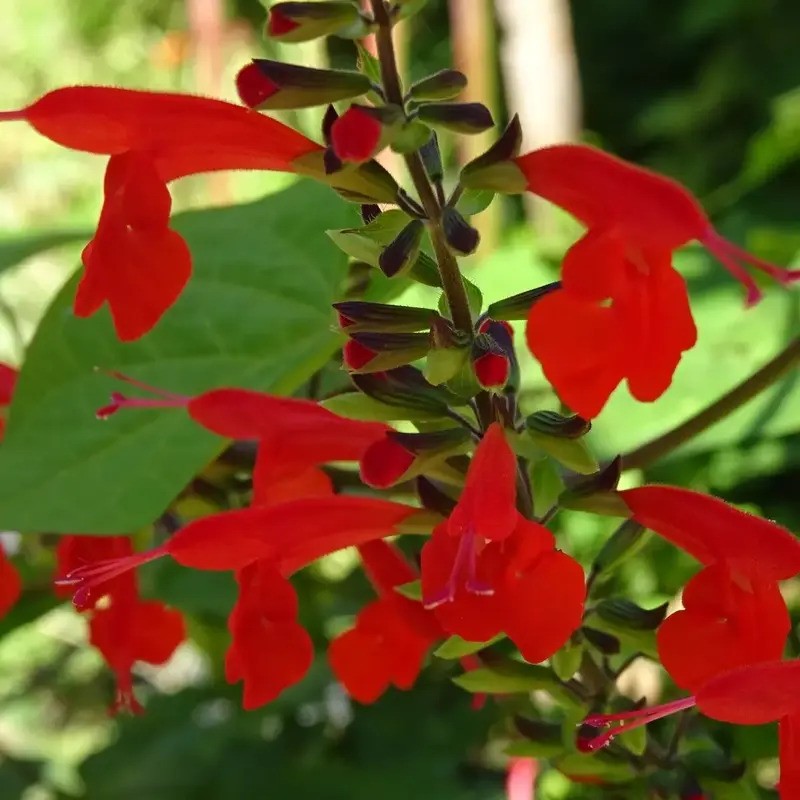 100 Texas Red Sage Seeds - Salvia Coccinea