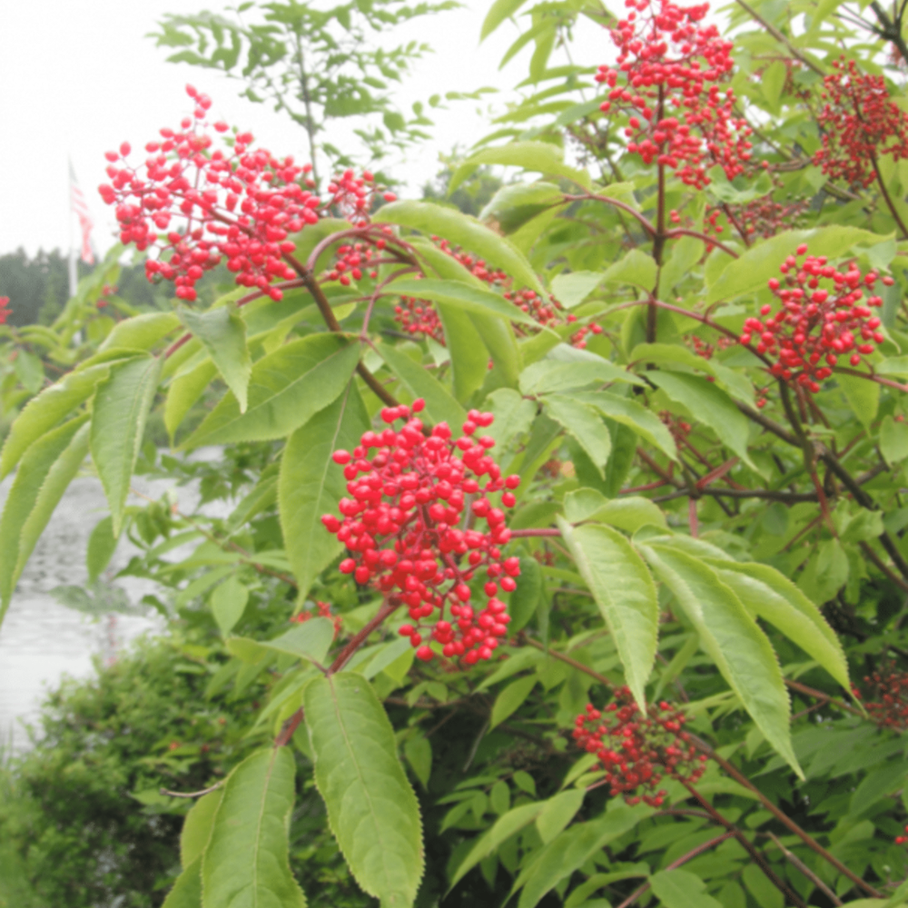 80 Red Elderberry Seeds