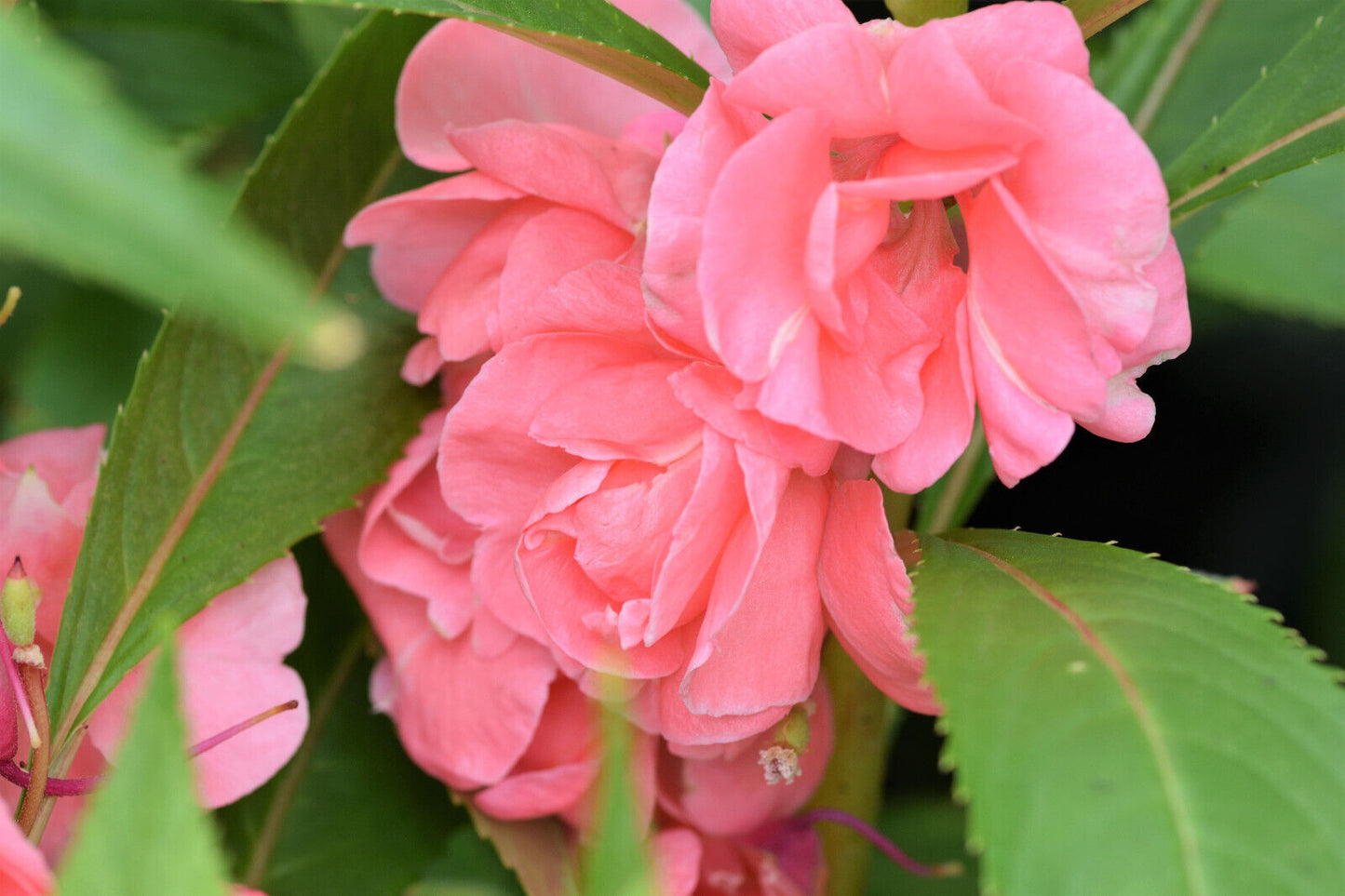 100 Tom Thumb Dwarf Impatiens Seeds - Mix