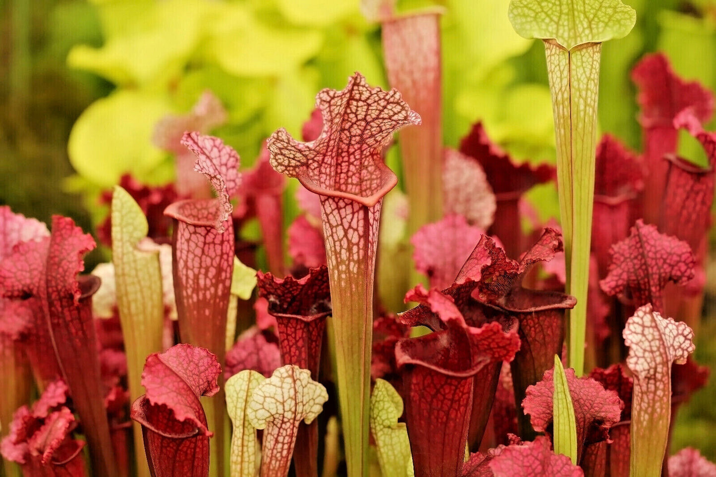 10 Trumpet Pitcher Plant Seeds - Mixed Species