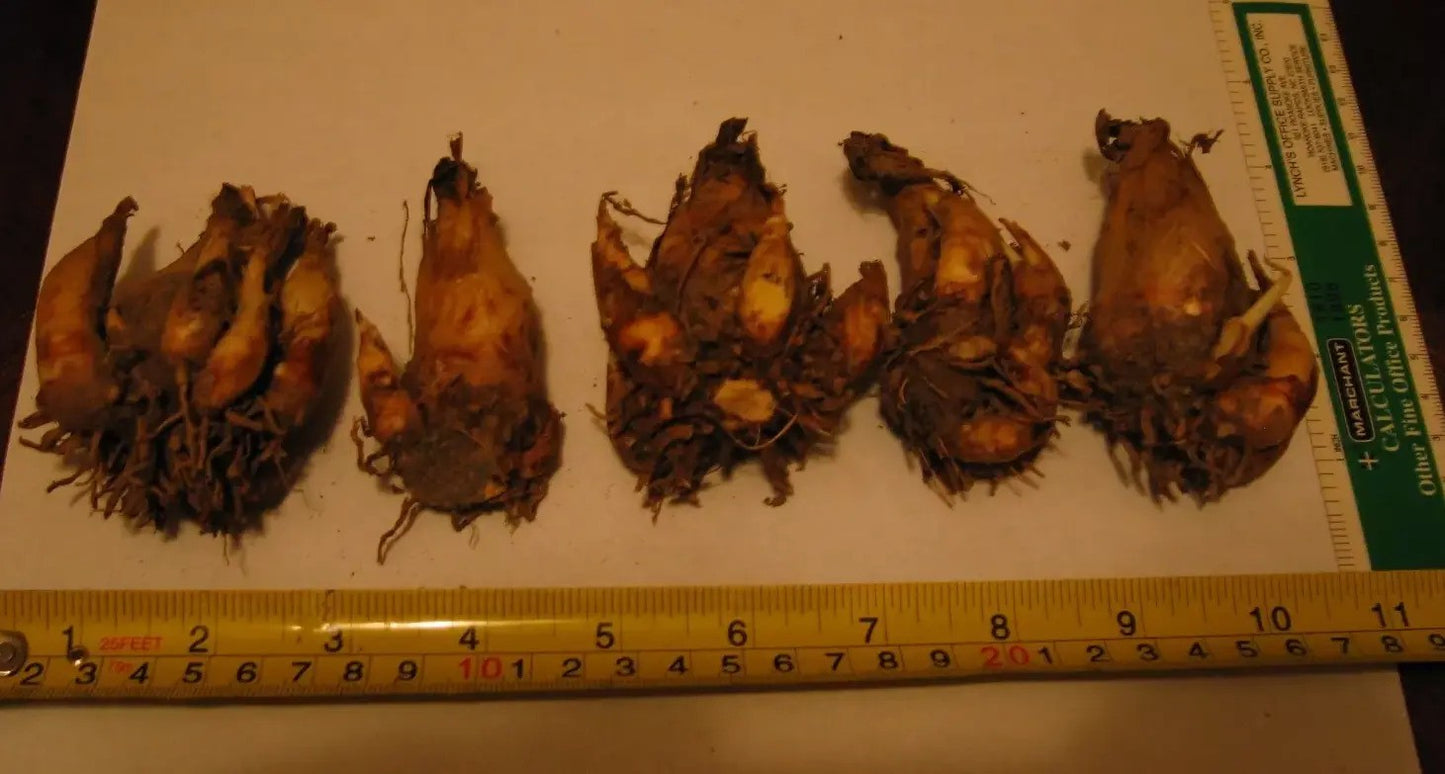 5 Tuberose Plant Bulbs - Double Pearl