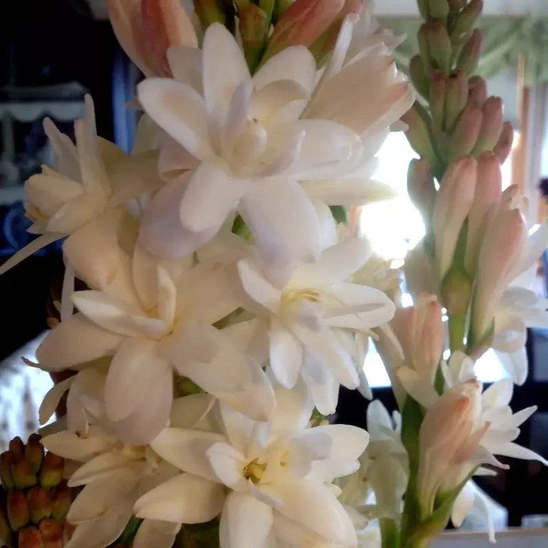 5 Tuberose Plant Bulbs - Double Pearl