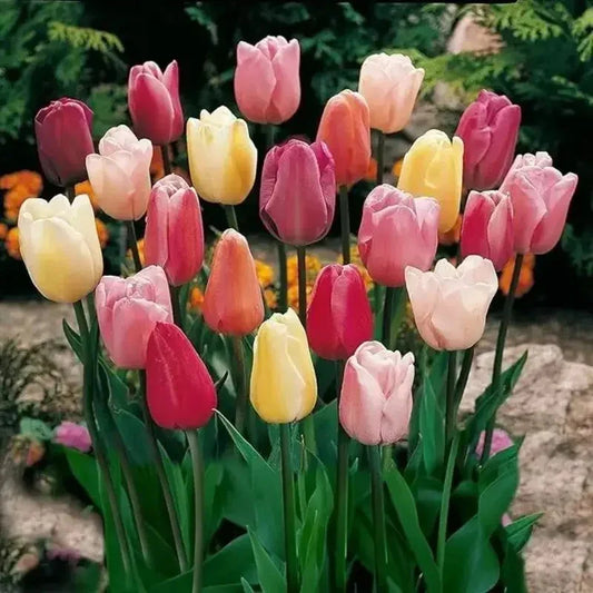 Bouquet of colorful tulips with a blurred natural background