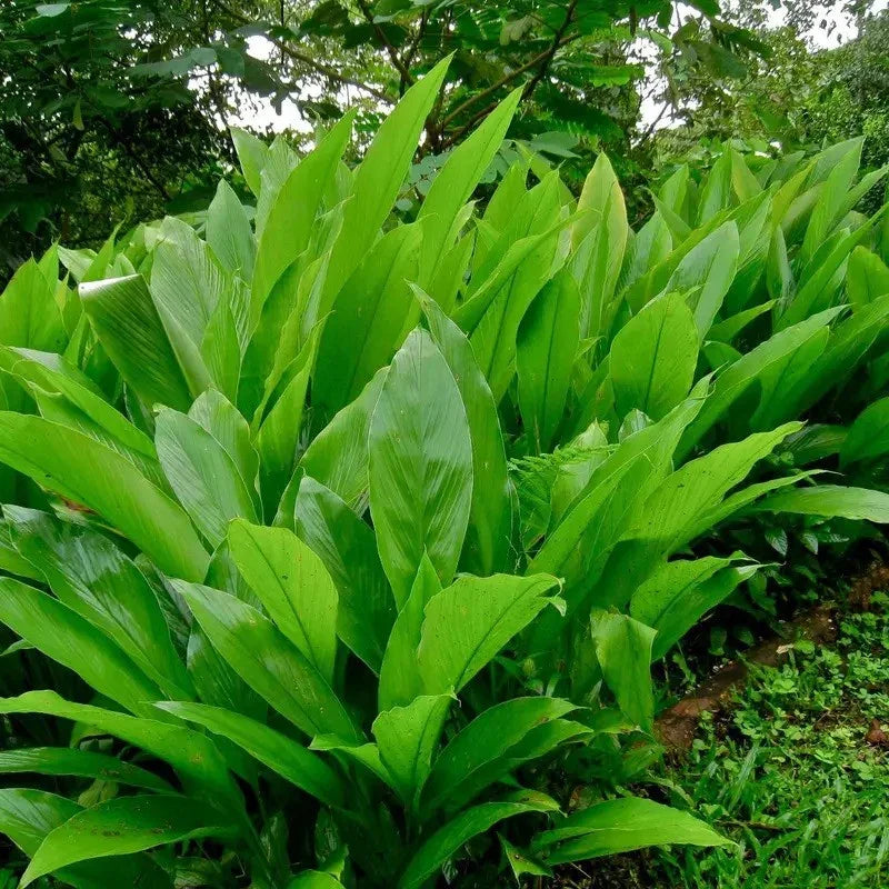 Green plants in a forest setting