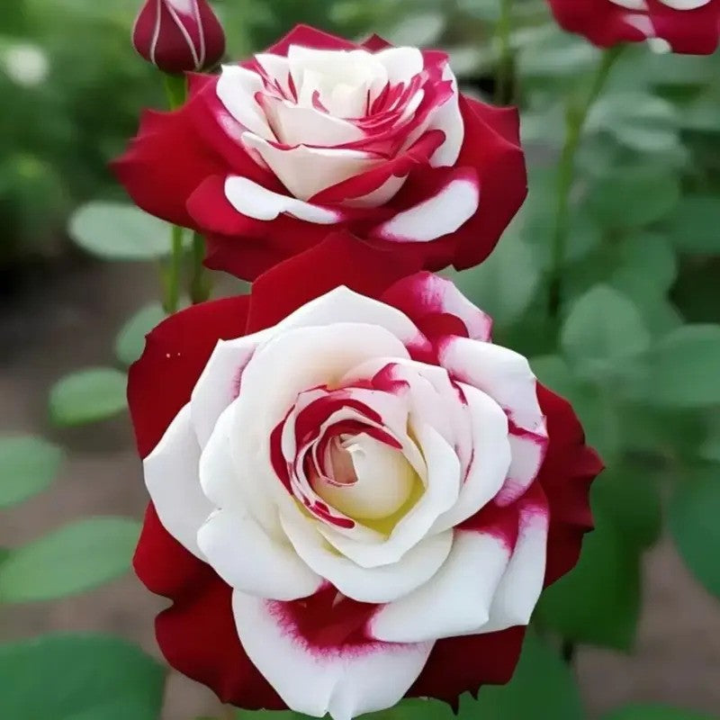 20 Twin Rose Seeds