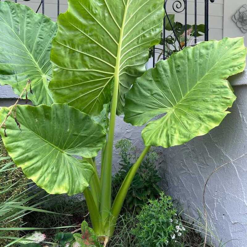 Mature Upright Elephant Ear Alocasia Odora with huge tropical leaves in garden bed