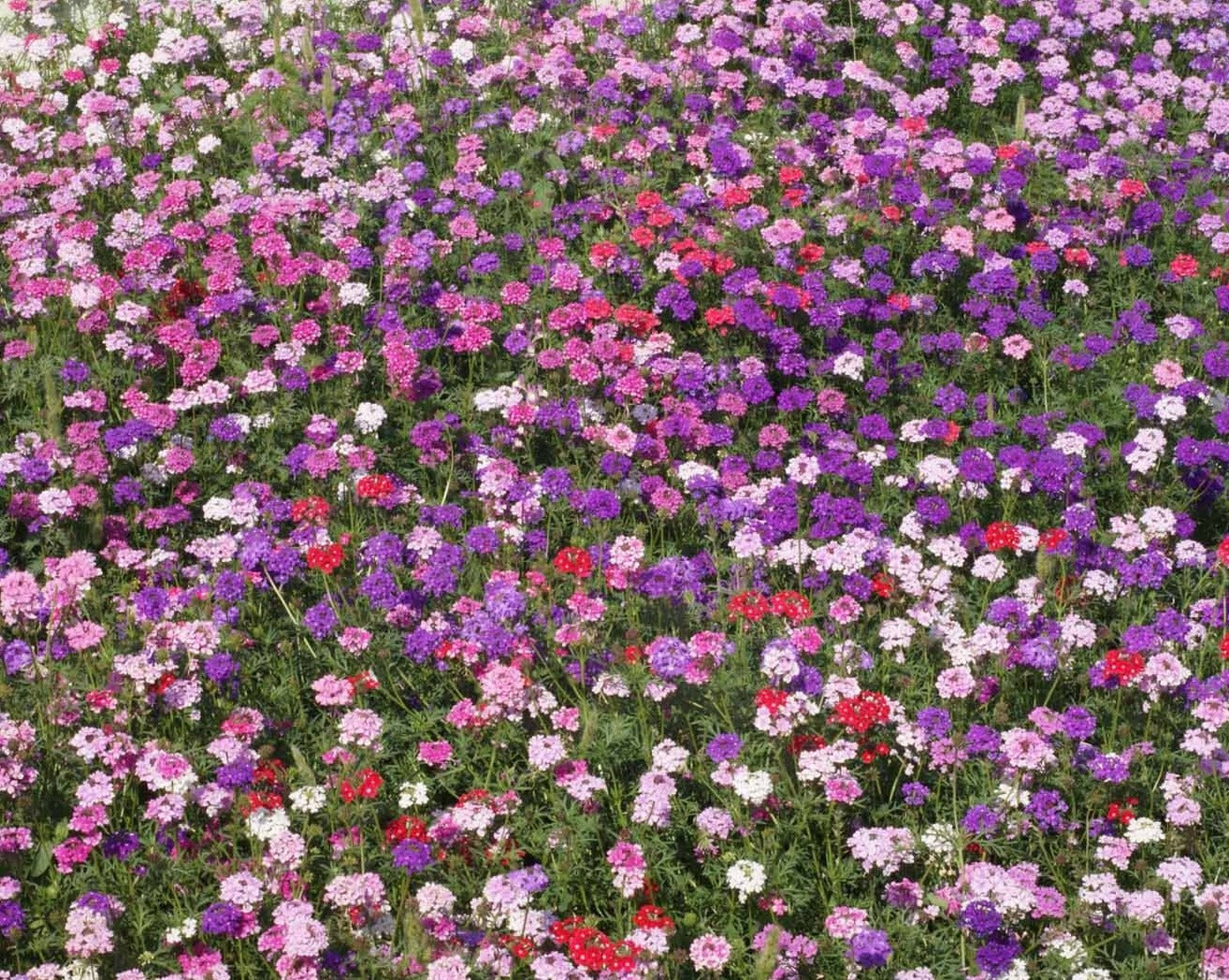500 Moss Verbena Groundcover Seeds - Mix