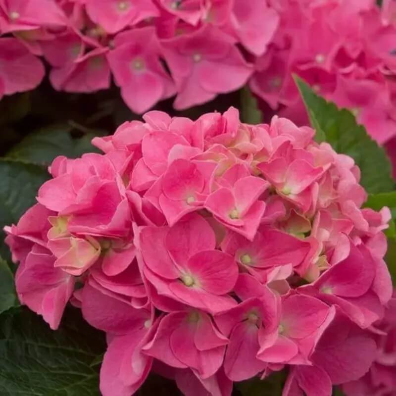 5 Hydrangea Seeds β Garden-Ready Perennial Beauty