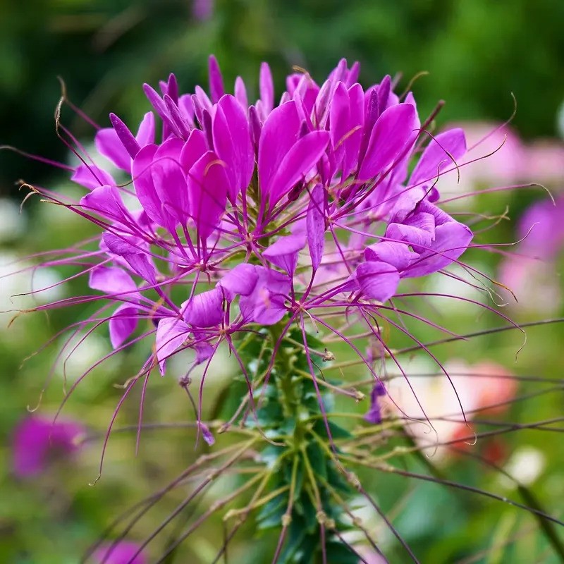 200 Cleome - Violet Queen Seeds