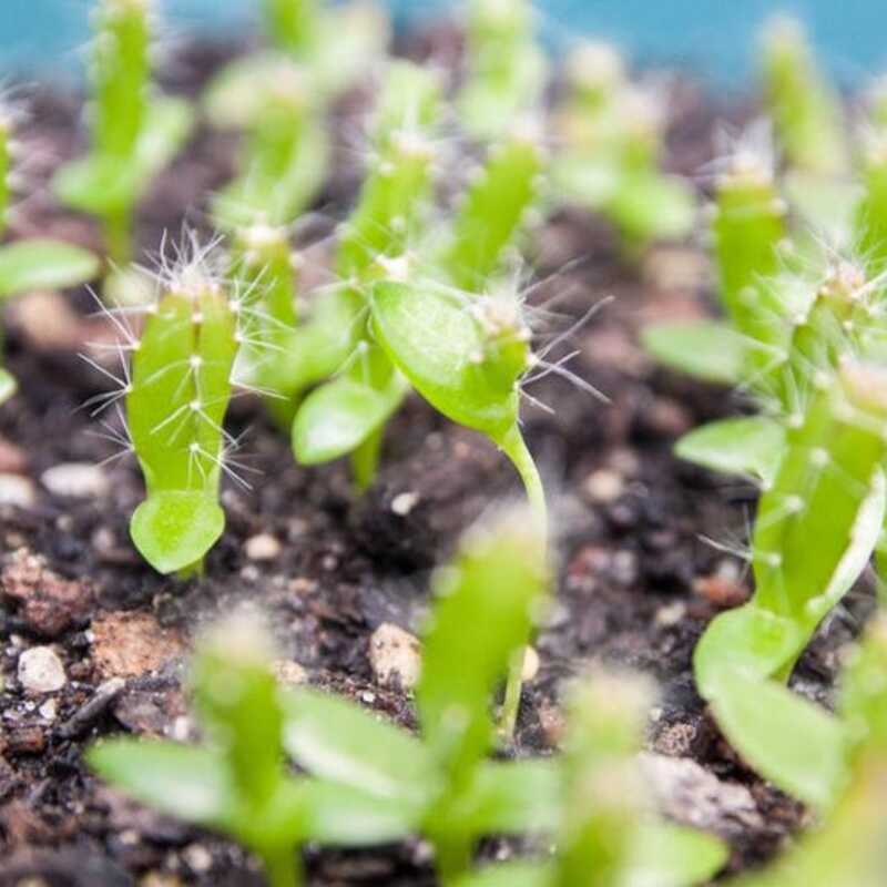 Close-up of young green plants with spiky leaves growing in soil.
