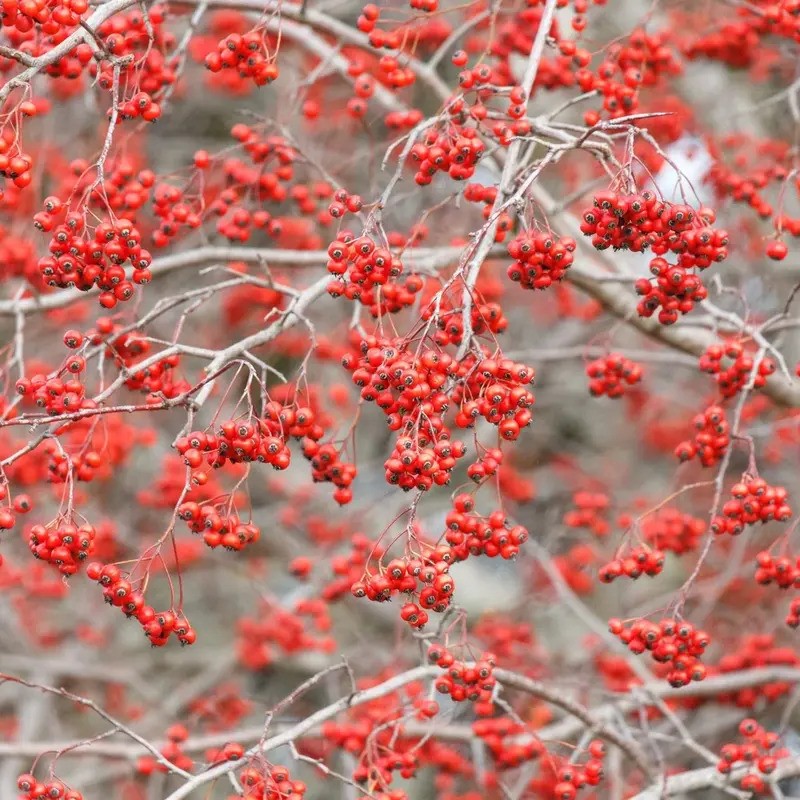 50 Washington Hawthorn Tree Seeds – Crataegus phaenopyrum