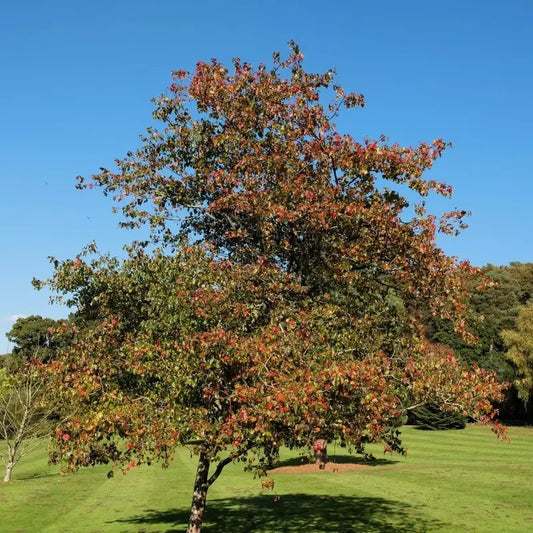 50 Washington Hawthorn Tree Seeds β Crataegus phaenopyrum