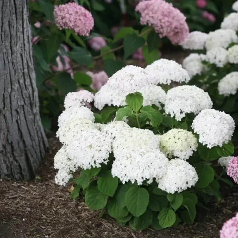 5 Hydrangea Seeds β Garden-Ready Perennial Beauty