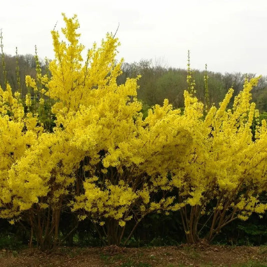 20 Weeping Forsythia Seeds β Golden Spring Flowering Shrub