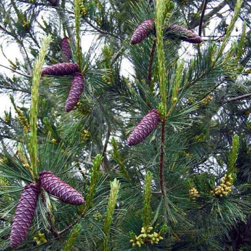 Purple pine cones on a tree branch with green leaves