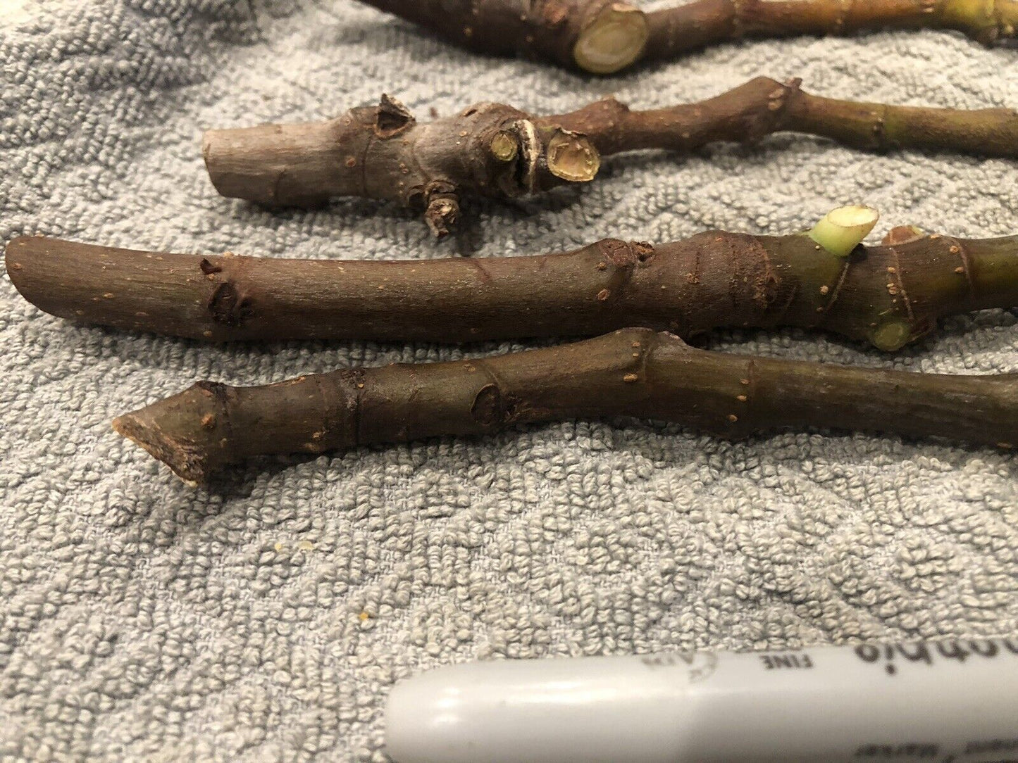 3 Fig Tree cuttings "White Adriatic"